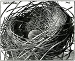 Nest Egg