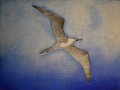 Wandering Albatross