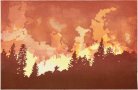 Wildfire