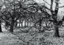 Post Oaks in Winter