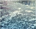 Sunrise Light Snow