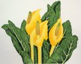 Skunk Cabbage
