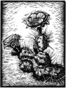 Prickly Pear