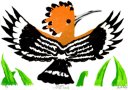 Hoopoe (Upupa Epops)