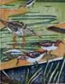 Least, Spotted and Solitary Sandpipers
