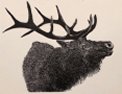 Montana Elk