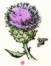 Cardoon & Bumblebee