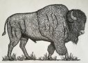 American Bison