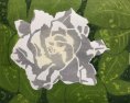 Gardenia