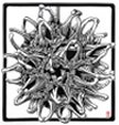 Sweetgum
