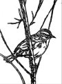 Palm Warbler