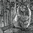 Maine Coon