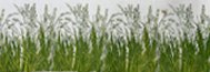Field