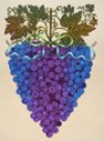 Dangling Grapes